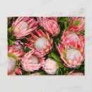 Suche nach protea postkarten Rosa
