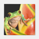 Suche nach amazonas magnete Frosch