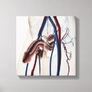 Suche nach menschliche drüsen leinwandbilder Kunstwerke