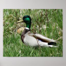 Suche nach duck poster Fotografie der wildtiere