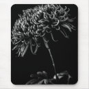 Suche nach chrysantheme mousepads Pflanze
