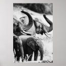 Suche nach weißer elefant poster Schwarz weiß