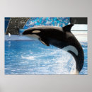 Suche nach killer whale poster Animals
