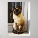 Suche nach siamesisch poster Bezaubernd
