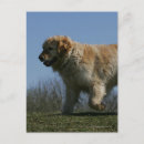 Suche nach bob langrish postkarten Goldene retriever