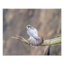 Suche nach beute poster Natur