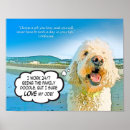 Suche nach labradoodles poster Goldendoodle