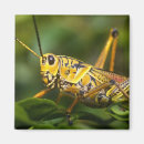 Suche nach florida everglades magnete Usa
