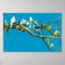 Suche nach budgie poster Cockatiel