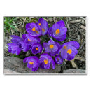 Suche nach krokus Blumig