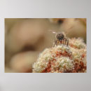 Suche nach glückliche biene poster Blume