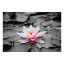 Suche nach floh poster Pflanze