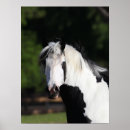 Suche nach sinti und roma vanner poster Tier