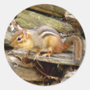 Suche nach chipmunk aufkleber Tier