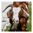 Suche nach goat poster Natur