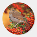 Suche nach singvögel magnete Singvogel