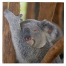 Suche nach koala fliesen Baum