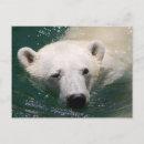 Suche nach eisbär postkarten Tier