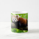 Suche nach red panda tassen Lustig
