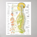 Suche nach brain poster Anatomy