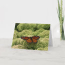 Suche nach naturfoto karten Schmetterling