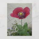 Suche nach mohnblume postkarten Jede person