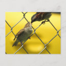 Suche nach babyvögel postkarten Fotografie