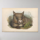 Suche nach wombats poster Australie