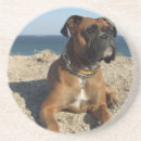 Suche nach boxerhund untersetzer Haustier