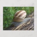 Suche nach snail postkarten Insekt