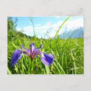 Suche nach wildflowers postkarten Landscape