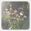Suche nach echinacea aufkleber Blume