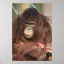 Suche nach baby affe poster Affen