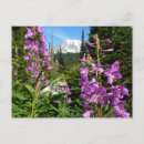Suche nach phlox postkarten Lila