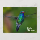 Suche nach hummingbird postkarten Foto