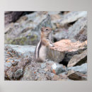 Suche nach ground poster Tierwelt