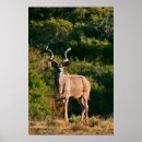 Suche nach kudu Afrika