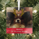 Suche nach niedlicher hamster ornamente Foto