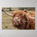 Suche nach scotland poster Kuh