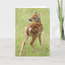 Suche nach kitze karten Wild lebende tiere