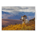 Suche nach dall schafe postkarten Ak