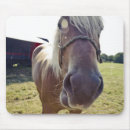 Suche nach grafschaft andere Pferd
