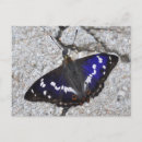 Suche nach lila iris postkarten Schmetterling
