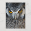 Suche nach schwarz weiße eule postkarten Vögel