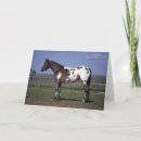 Suche nach appaloosa karten Foto