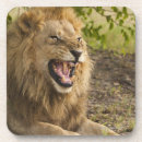 Suche nach männlicher löwe untersetzer Wild lebende tiere