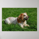 Suche nach cocker spaniel hund poster Englisch