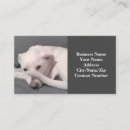 Suche nach der schwanz visitenkarten Jede person