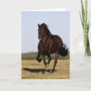 Suche nach stallion karten Laufen