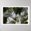 Suche nach hummeln poster Insekten